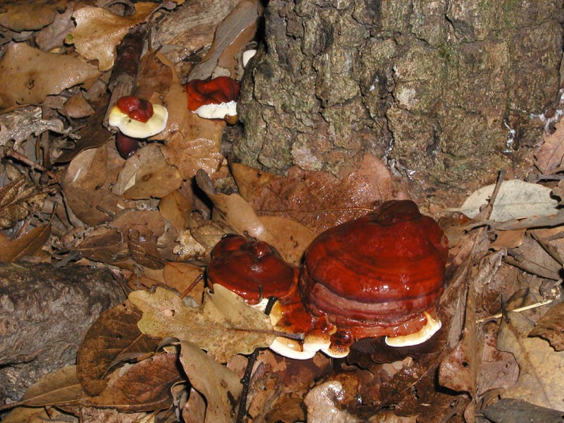 Ganoderma lucidum